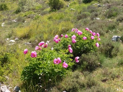 Pivoines au col de Vence